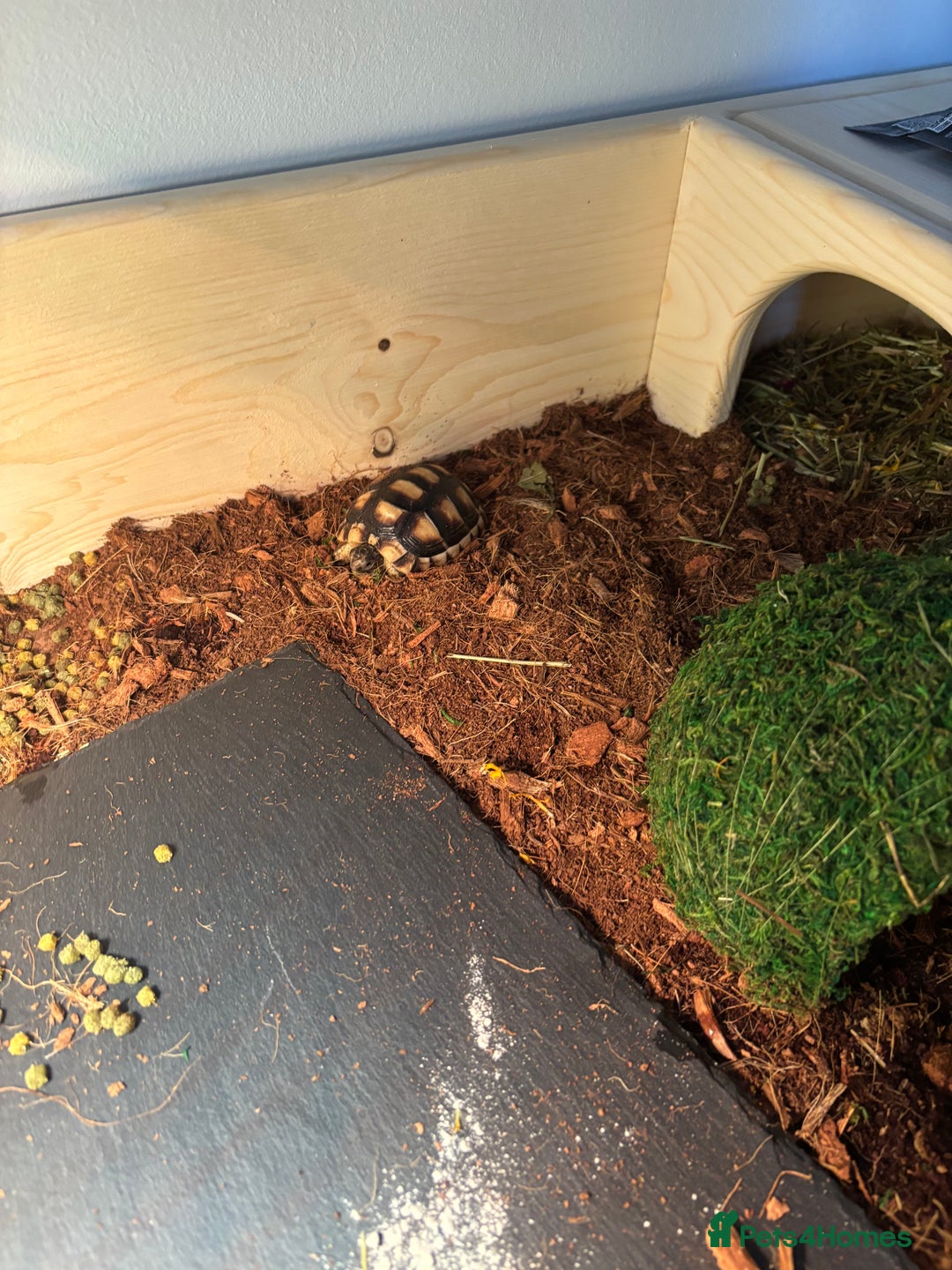 Tortoise reptiles for sale: 2 year old tortoise needs rehoming - Advert 3