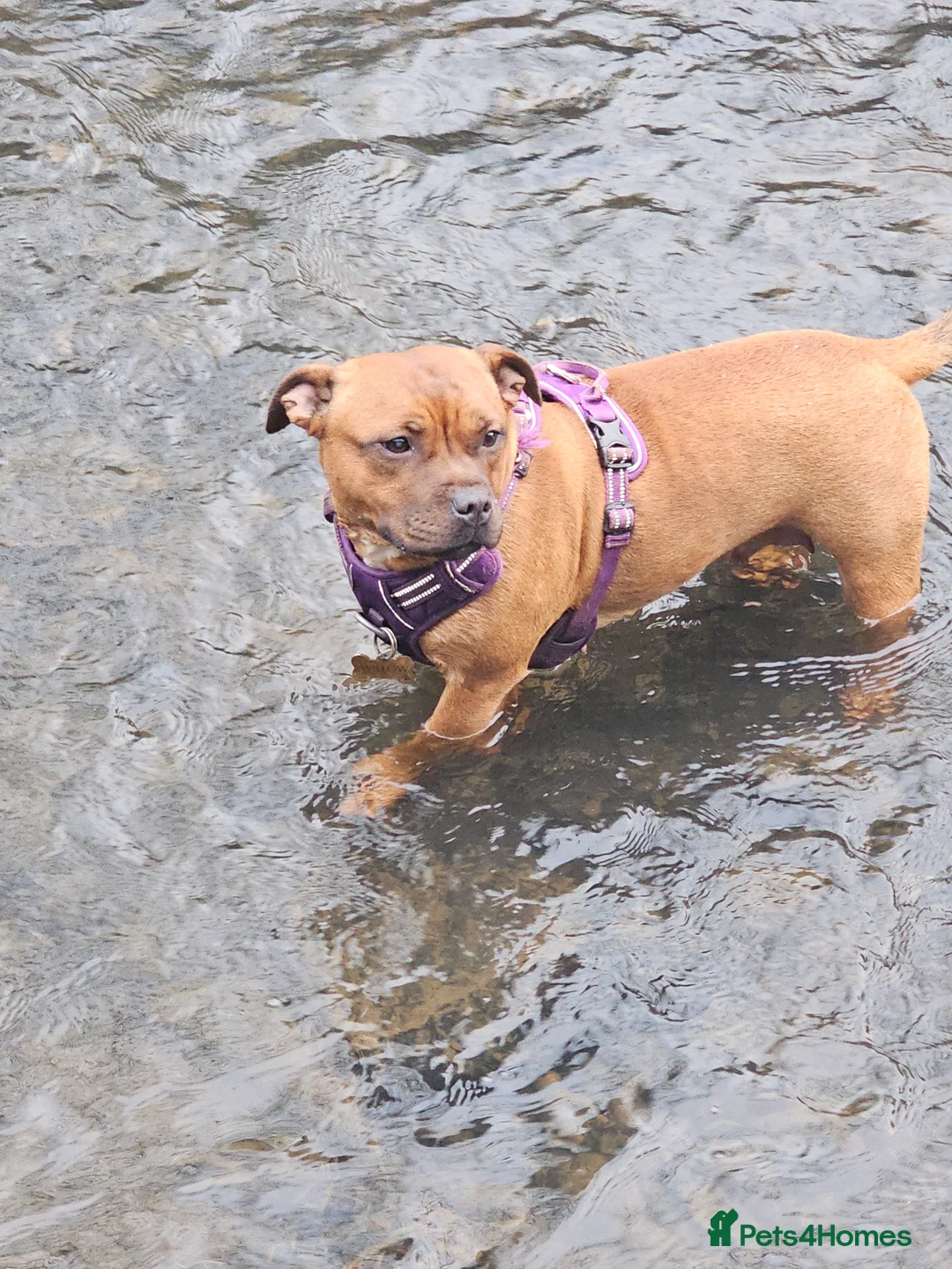 Staffordshire Bull Terrier dogs for sale: Red staffordshire bull terrier pups - Advert 3