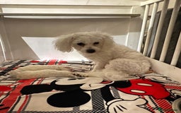 Bichon Frise dogs for sale: Pure Bichon Frise - Image 27