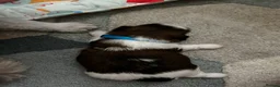 Shih Tzu dogs for sale: Beautiful shih tzu puppies 🥹🐾 - Advert 24