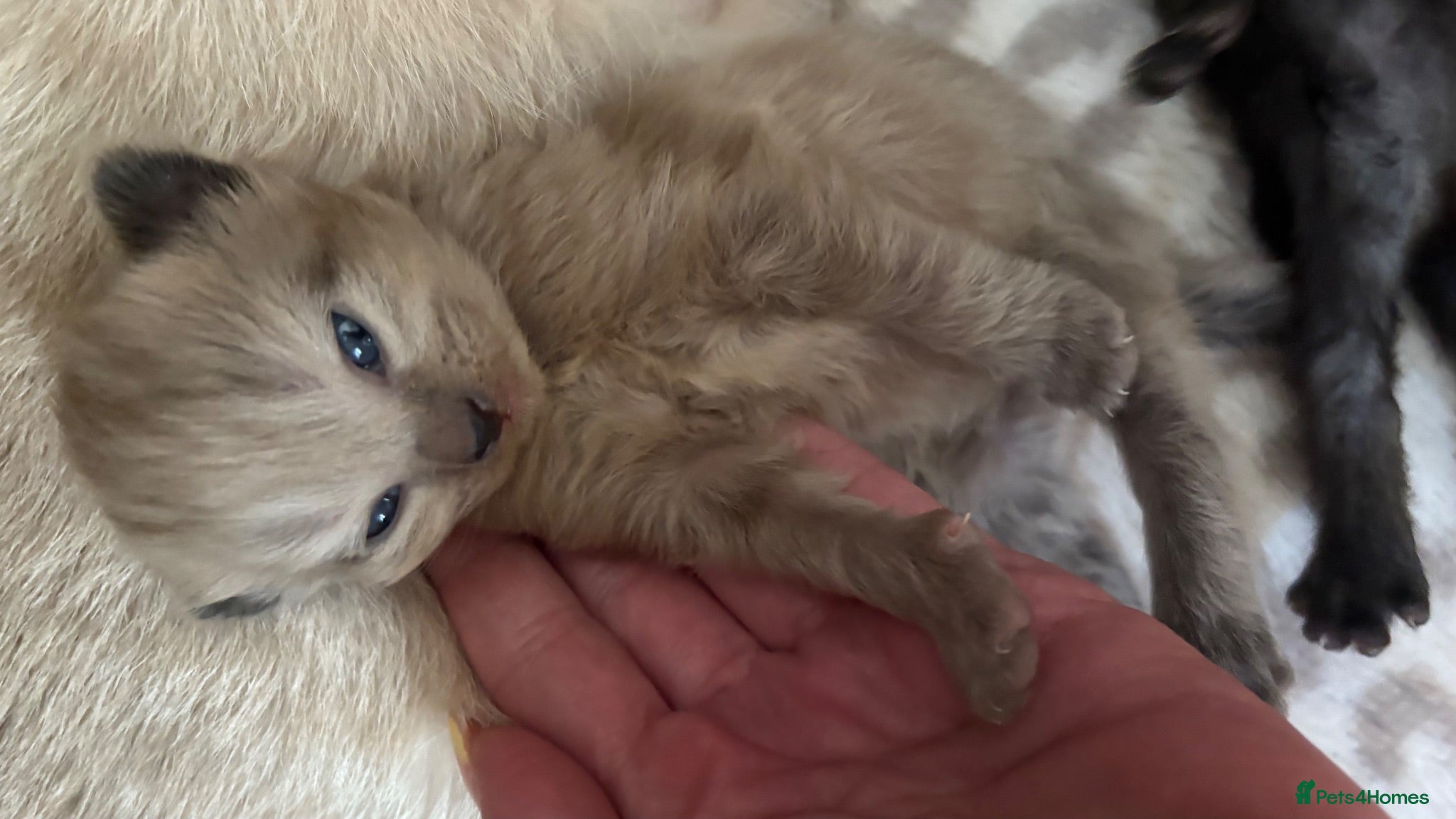 Mixed Breed cats Siamese/domestic shorthair kittens - Advert 2