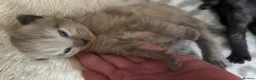 Mixed Breed cats for sale: Siamese/domestic shorthair kittens - Advert 1