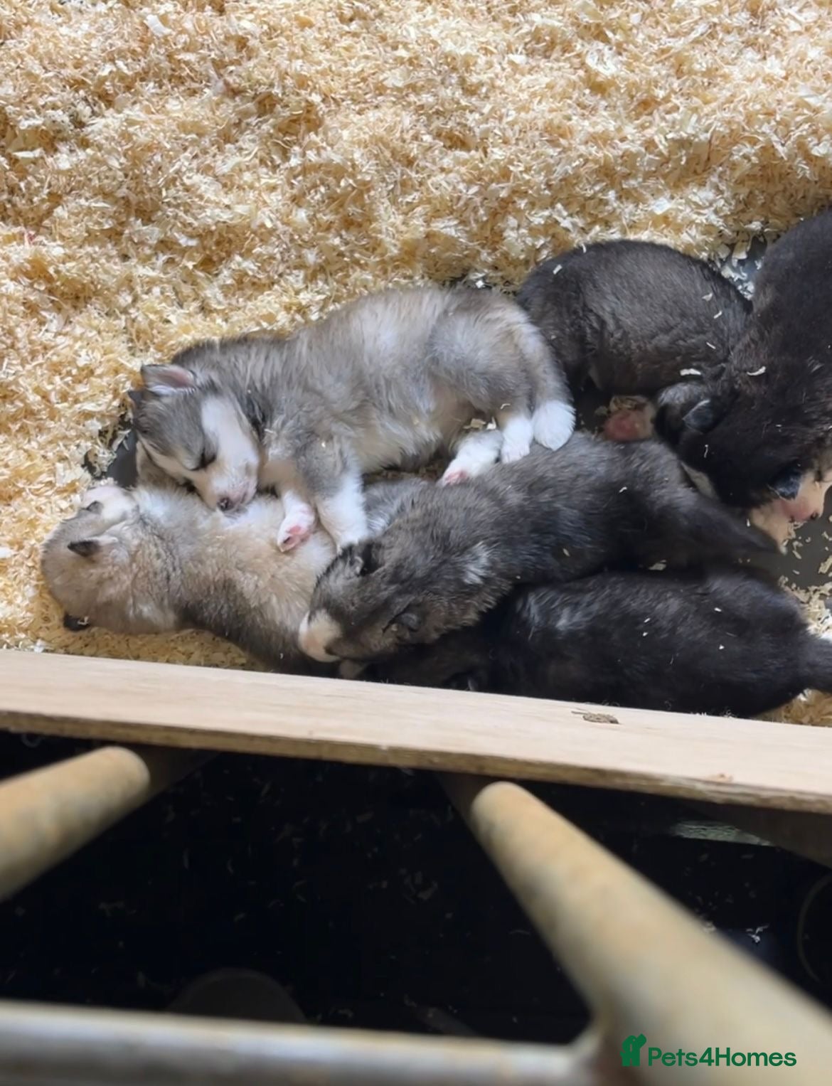 Siberian Husky dogs for sale: Stunning husky puppies  in Boston - Advert 2