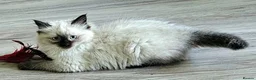 Ragdoll cats for sale: 2 beautiful seal point Ragdoll Kittens  - Advert 12