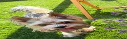 Biewer Terrier dogs for sale: Biewer Terrier looking for forever loving home in Glasgow - Advert 4