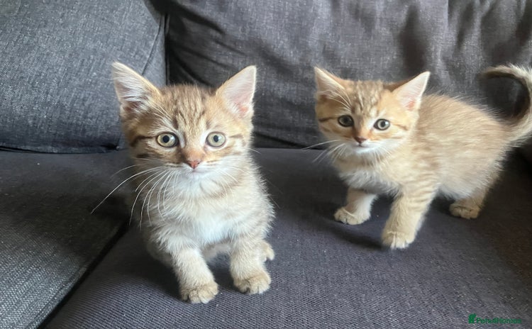 Scottish Fold cats - Advert 1