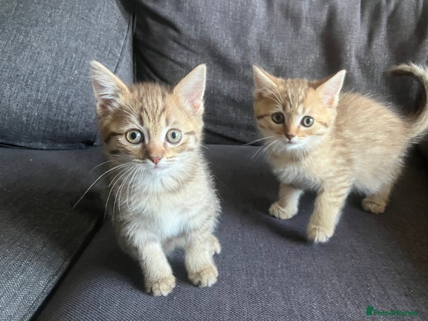 Scottish Fold cats - Advert 3