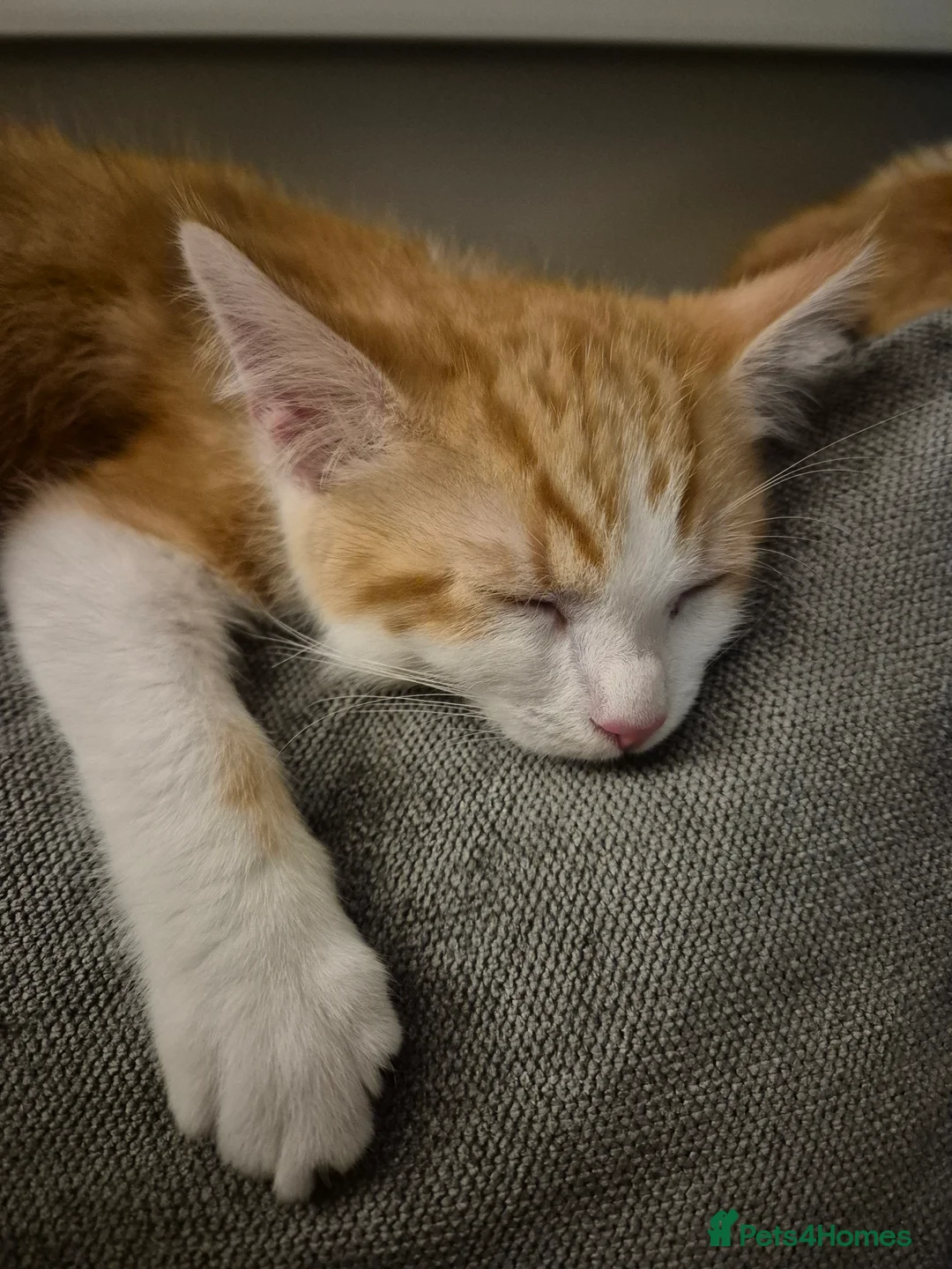 Mixed Breed cats for sale: 2 male ginger tabby kittens - Advert 8