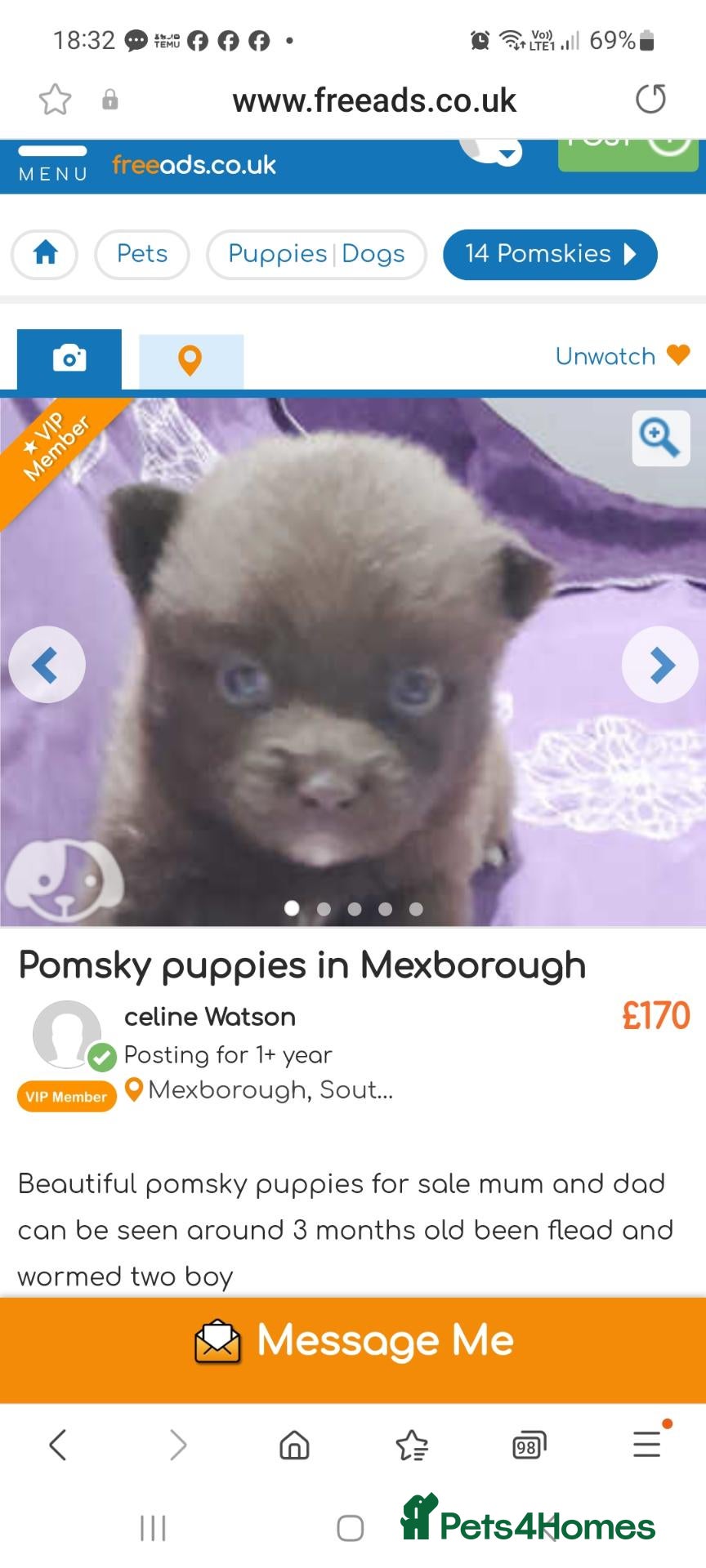 Pomsky dogs Pomsky red toy breed - Advert 1