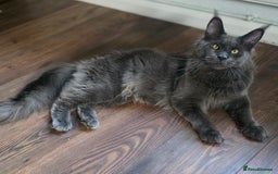 Maine Coon cats for sale: Two beautiful blue smoked mainecoon girls 4 sale  - Image 21