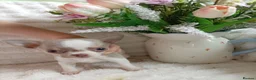 Chihuahua dogs for sale: Chihuahua puppy REDUCED PRICE - Advert 10
