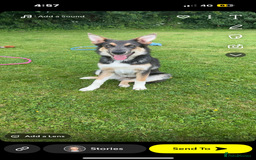 Mixed Breed dogs for sale: 9 month old blue gsd x collie  - Image 3