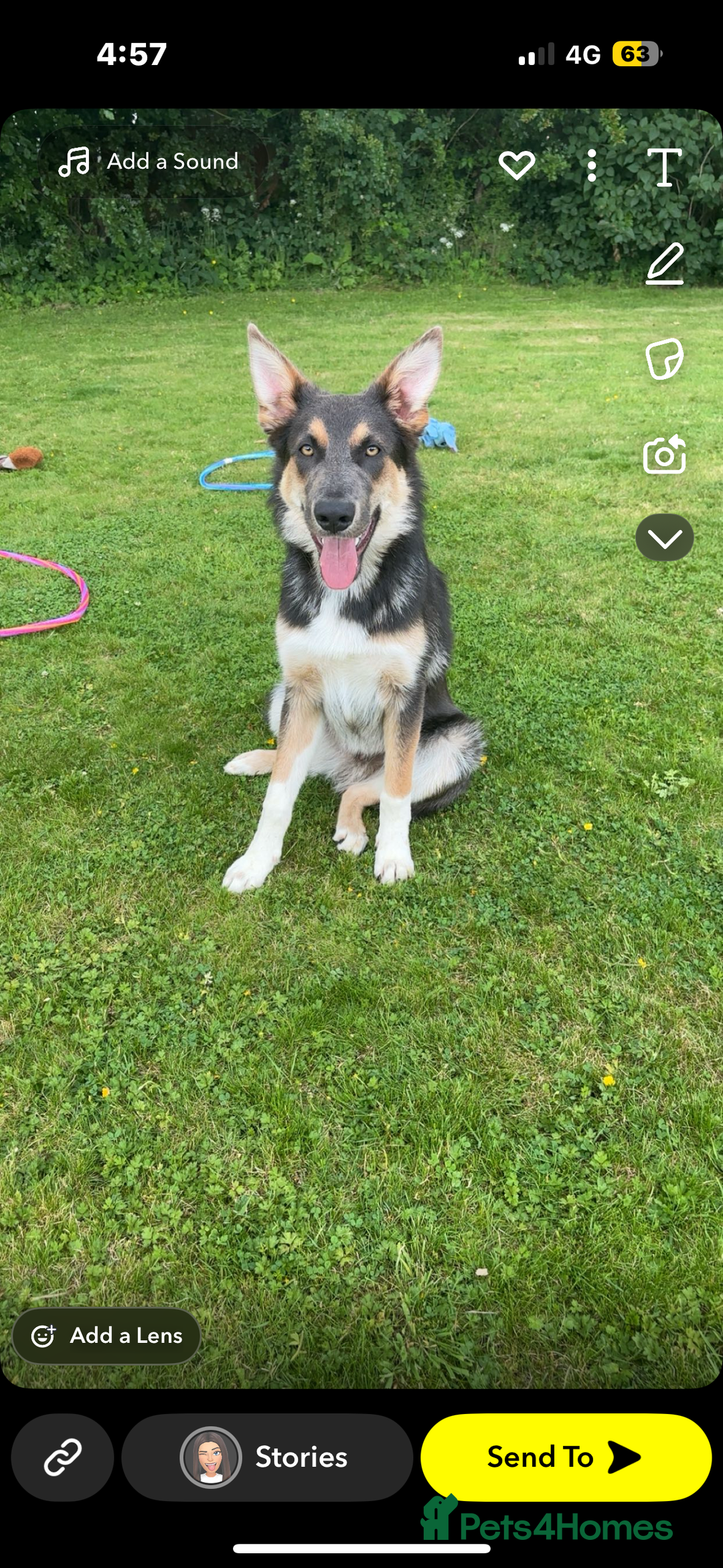Mixed Breed dogs for sale: 9 month old blue gsd x collie  - Image 3