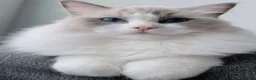 Ragdoll cats for sale: Exceptional rare lilac lynx Ragdoll in Stockport - Advert 4