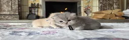 British Shorthair cats for sale: six beautiful British Shorthair  in Halifax - Advert 34