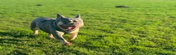 French Bulldog dogs for sale: Frenchie puppies  - Advert 2
