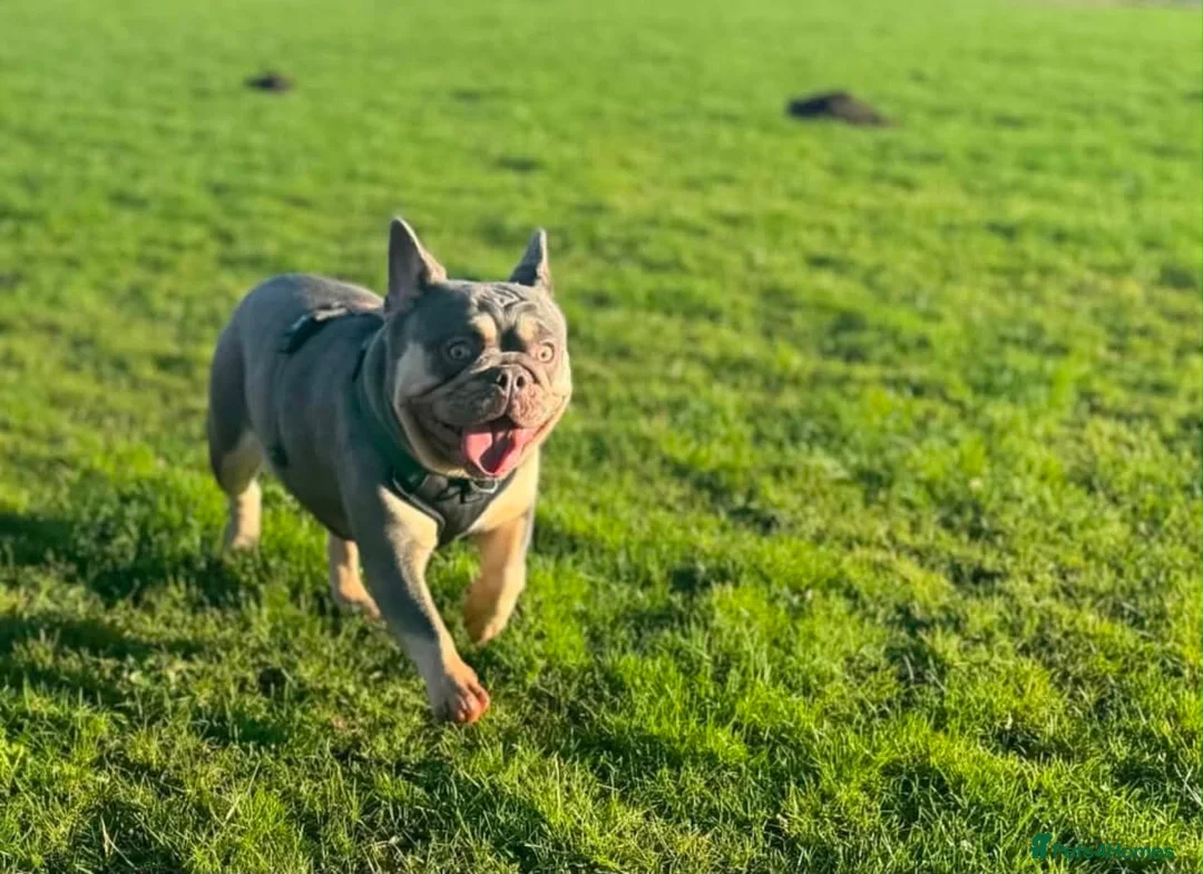 French Bulldog dogs for sale: Frenchie puppies  - Advert 2