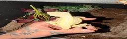 Gecko reptiles for sale: Crested gecko breeding collection  - Advert 5