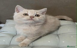 British Shorthair cats for sale: Beautiful BSH Kittens from the champion lines - Image 8