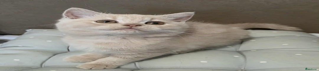 British Shorthair Kitten 2
