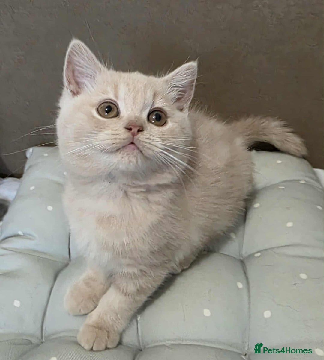 British Shorthair cats for sale: Beautiful BSH Kittens from the champion lines - Image 8