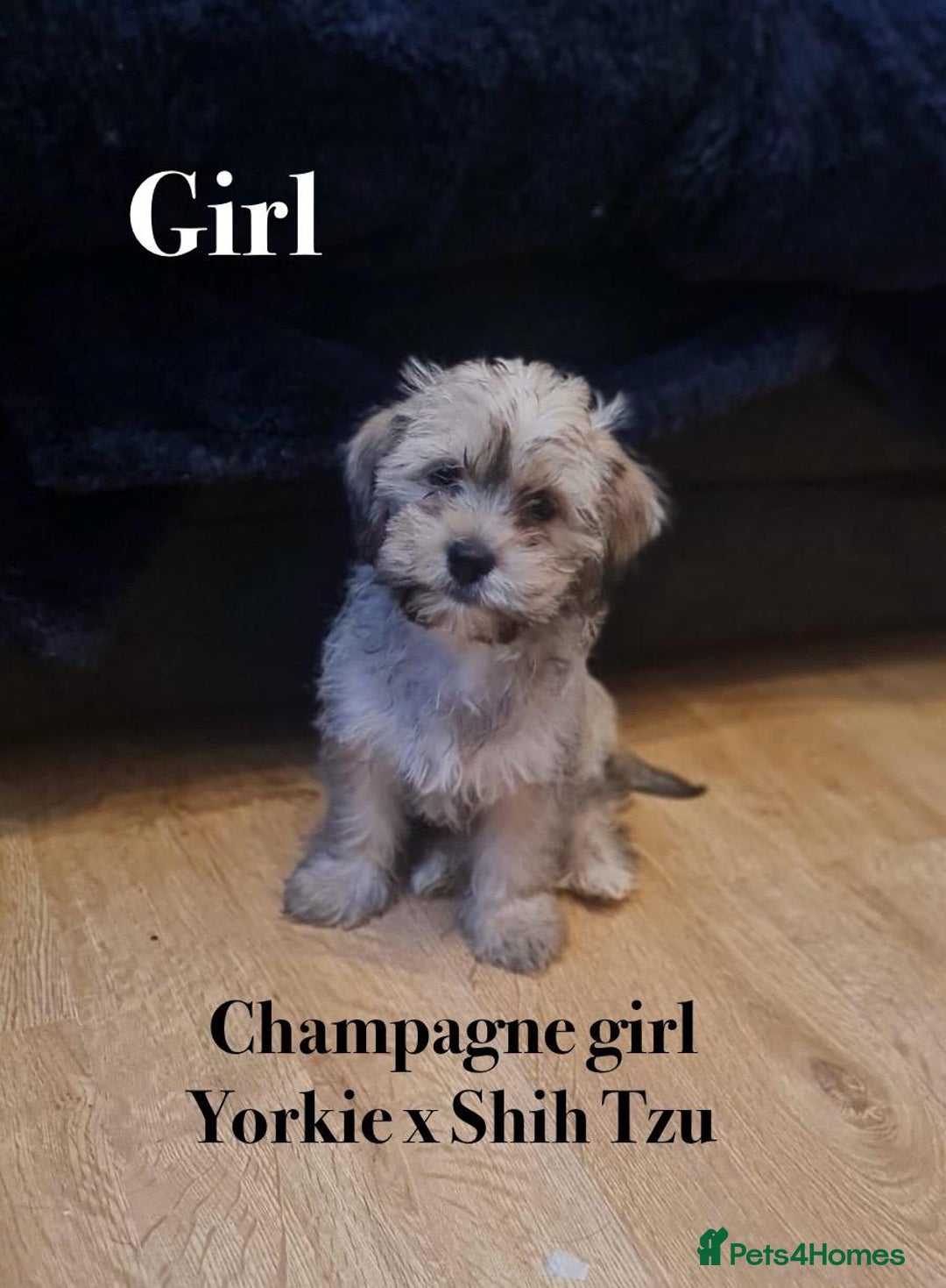 Shorkie dogs for sale: Shorkie pups ready now - Image 14