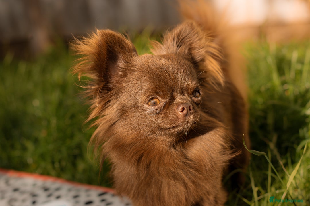 Chihuahua dogs for stud: ❤️ KC REG EXTENSIVELY HEALTH TESTED STUD ❤️ in London - Advert 14