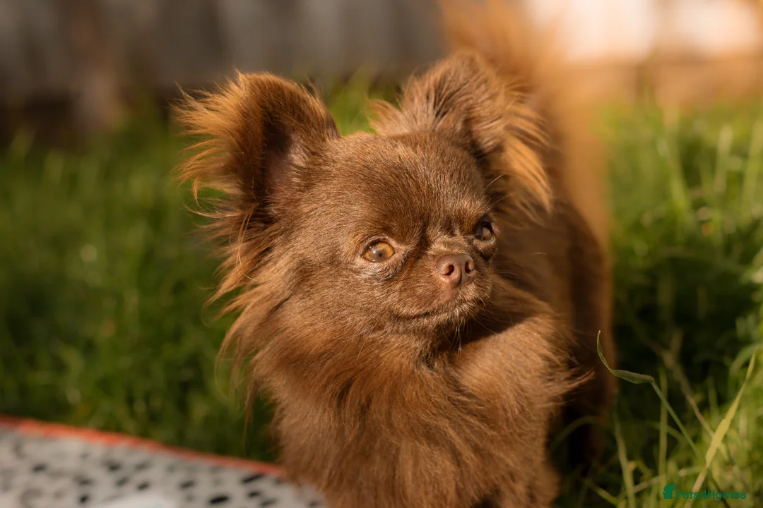 Chihuahua dogs for stud: ❤️ KC REG EXTENSIVELY HEALTH TESTED STUD ❤️ in London - Advert 12