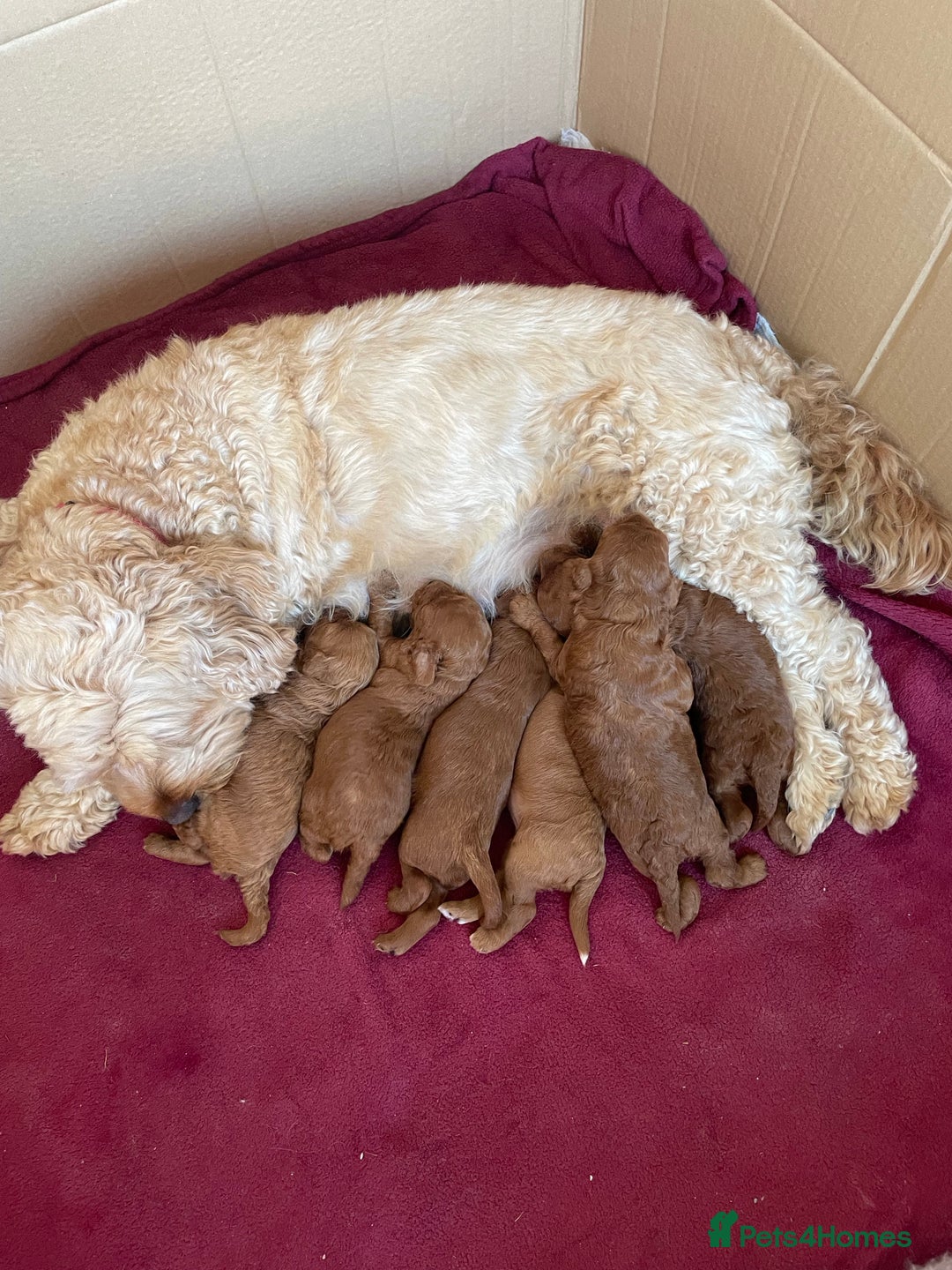 Cavapoo dogs for sale: Cavapoo Puppies  - Image 1