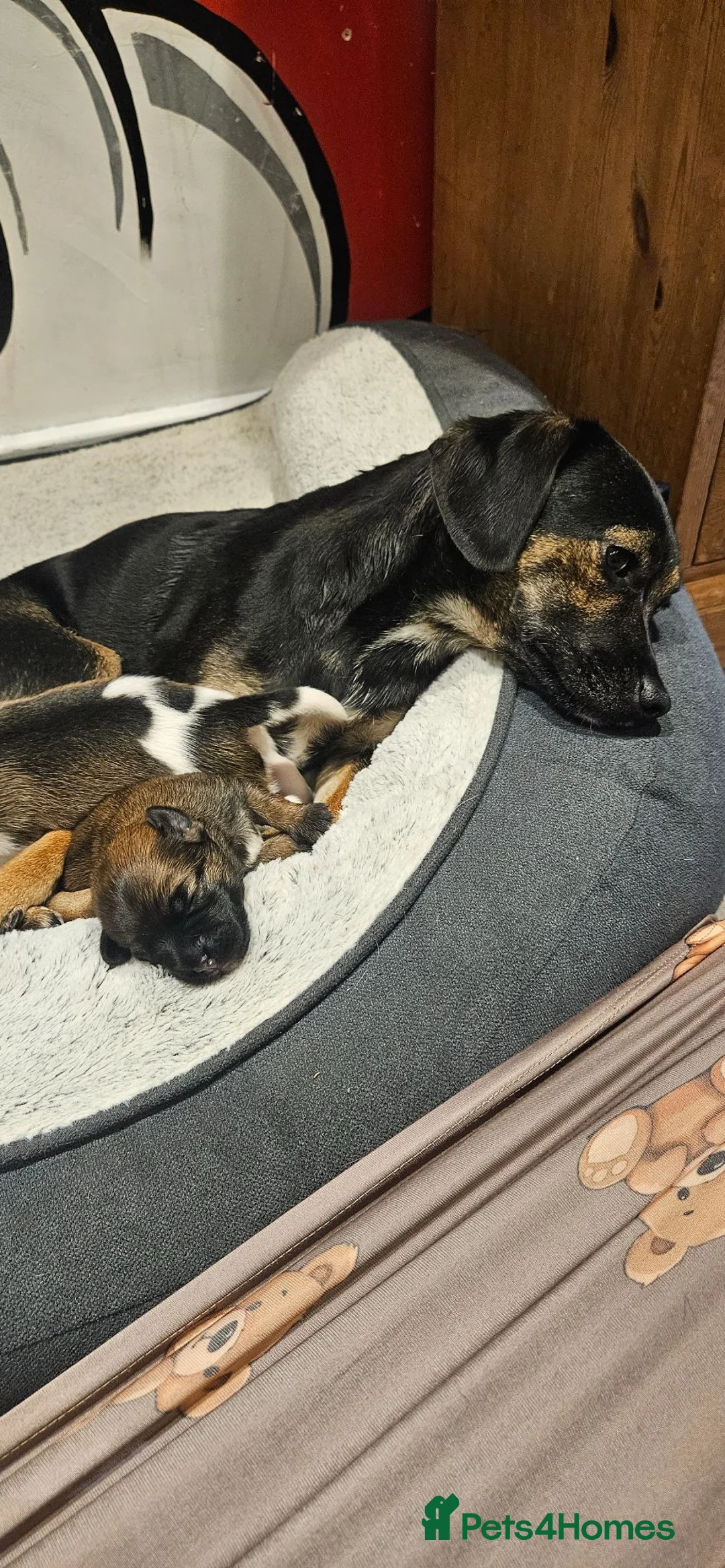 Jack Russell dogs for sale: Beautiful JRT pups - Advert 1