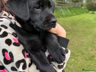 Labrador Retriever dogs in Alfreton - Advert 32