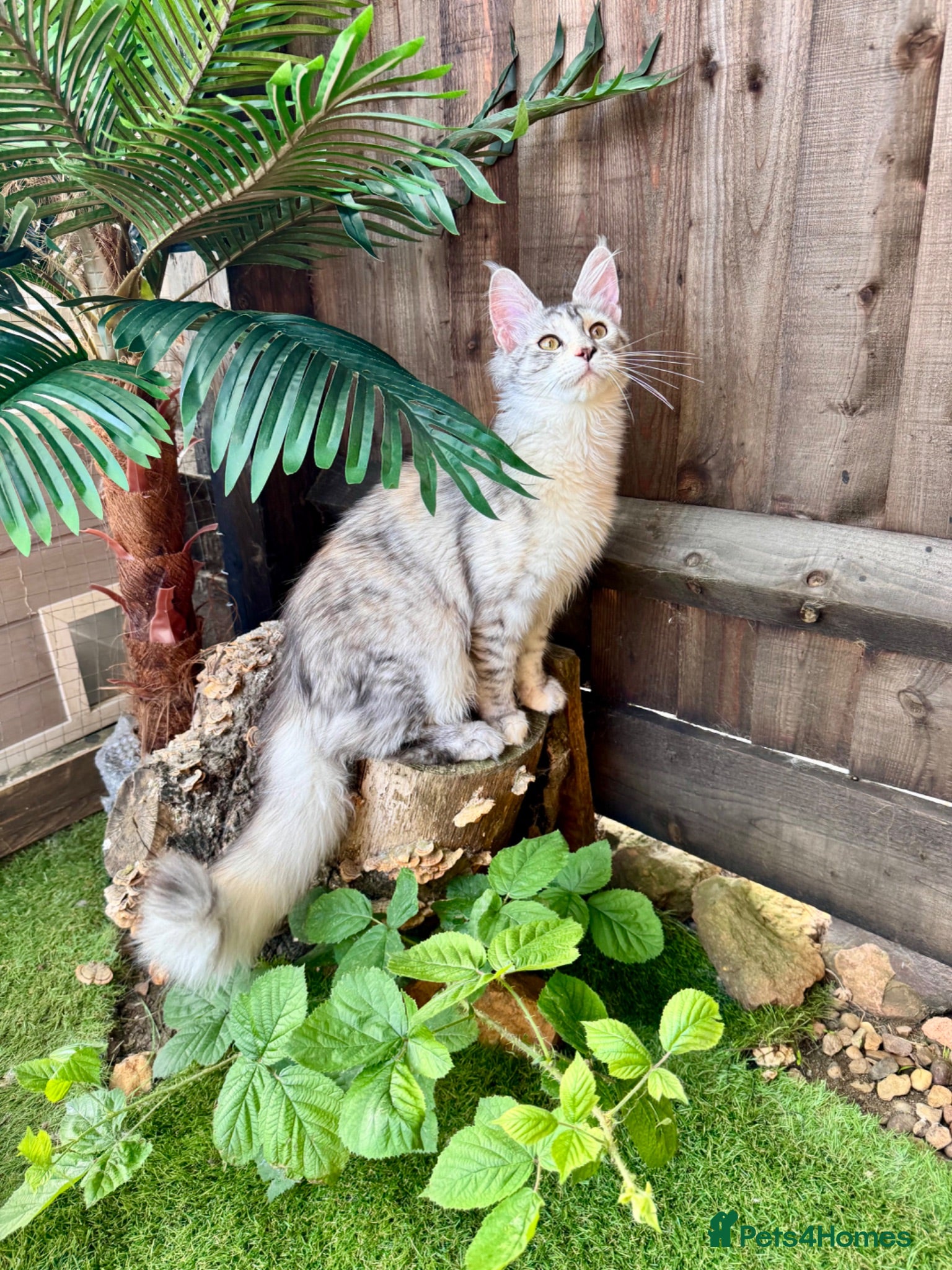 Maine Coon cats 🌟🌟Jadore  – Beautiful Girl Maine Coon 🌟🌟 - Advert 15
