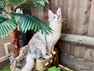 Maine Coon cats 🌟🌟Jadore – Beautiful Girl Maine Coon 🌟🌟 - Advert 15