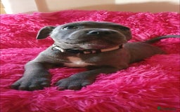 Staffordshire Bull Terrier dogs for sale: ❤️❤️ Ready for forever home ❤️❤️ - Advert 13