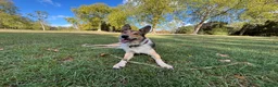 Mixed Breed dogs for sale: 8 Puppies for Sale - 6 Male, 2 Female - Advert 4