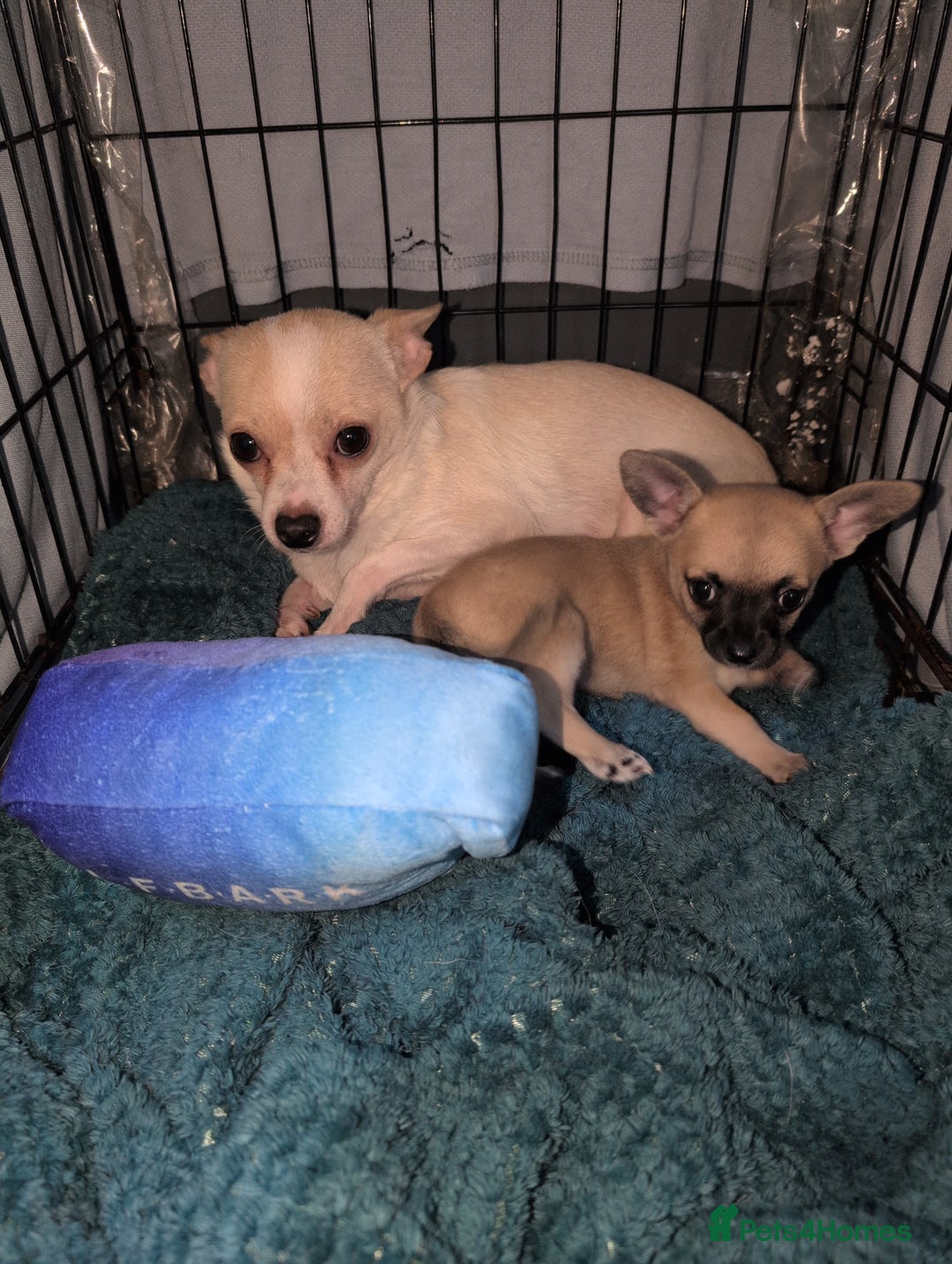 Chihuahua dogs for sale: Chihuahua puppy  - Image 1