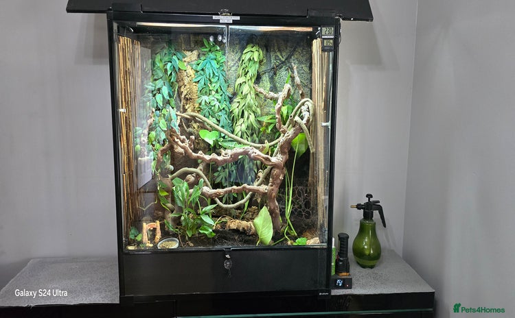 Chameleon reptiles - Advert 4