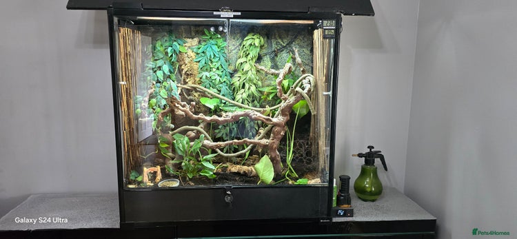 Chameleon reptiles - Advert 8