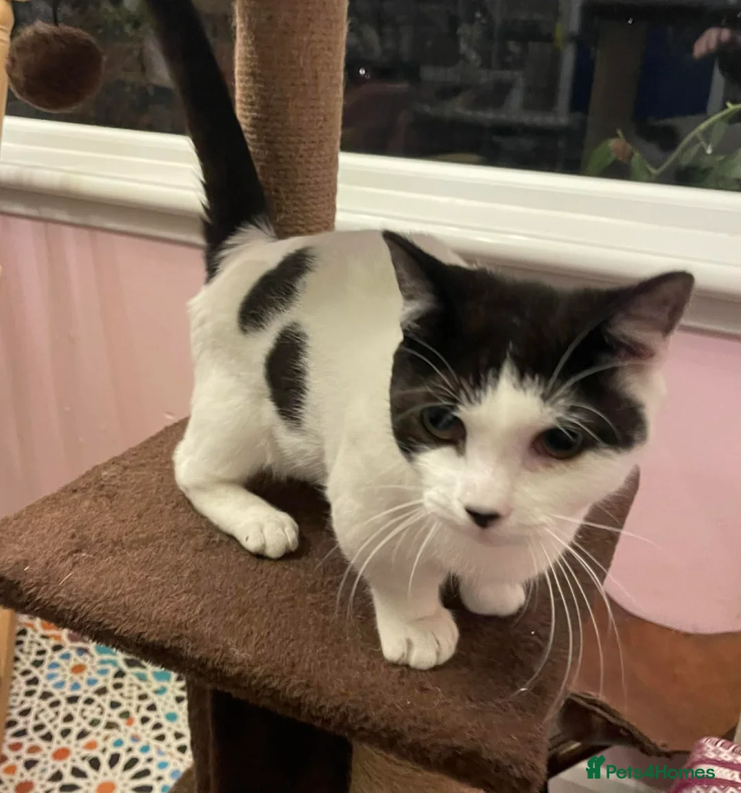 Munchkin cats for sale: Munchkin x Scottish Fold - Advert 8