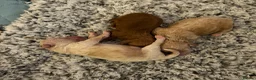 Maltipoo dogs for sale: 🐾 F1b Maltipoo Puppies Available – Bingham 🐾 in Nottingham - Advert 13