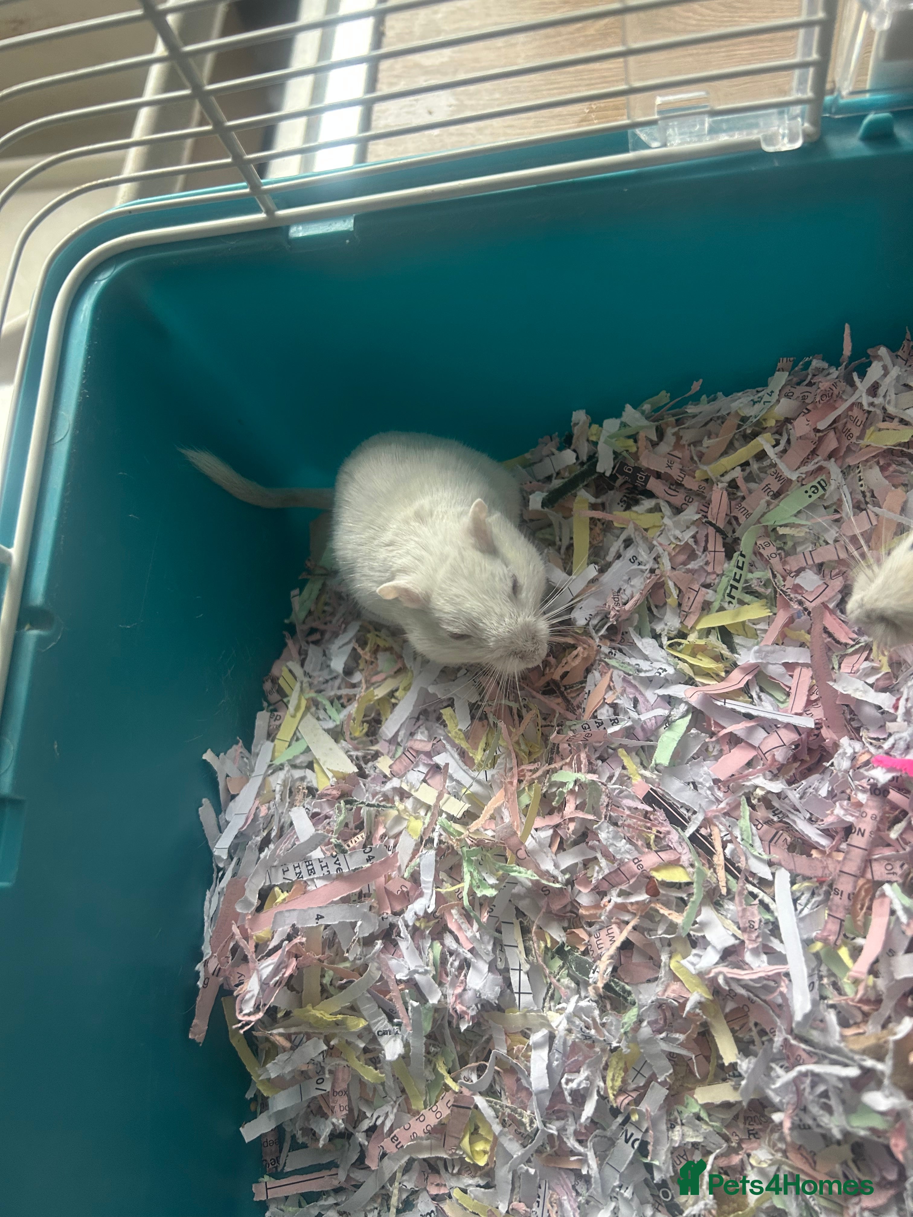 Gerbil rodents 2  gerbils and cage 9 month old  - Advert 7