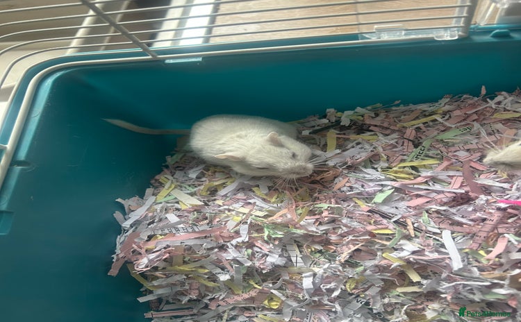 Gerbil rodents 2  gerbils and cage 9 month old  - Advert 5