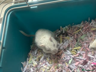 Gerbil rodents 2 gerbils and cage 9 month old - Advert 4