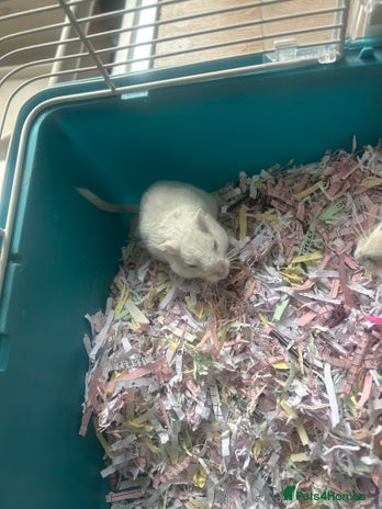 Gerbil rodents 2 gerbils and cage 9 month old - Advert 5