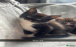Mixed Breed cats for sale: kittens ready for reservation  - Image 8