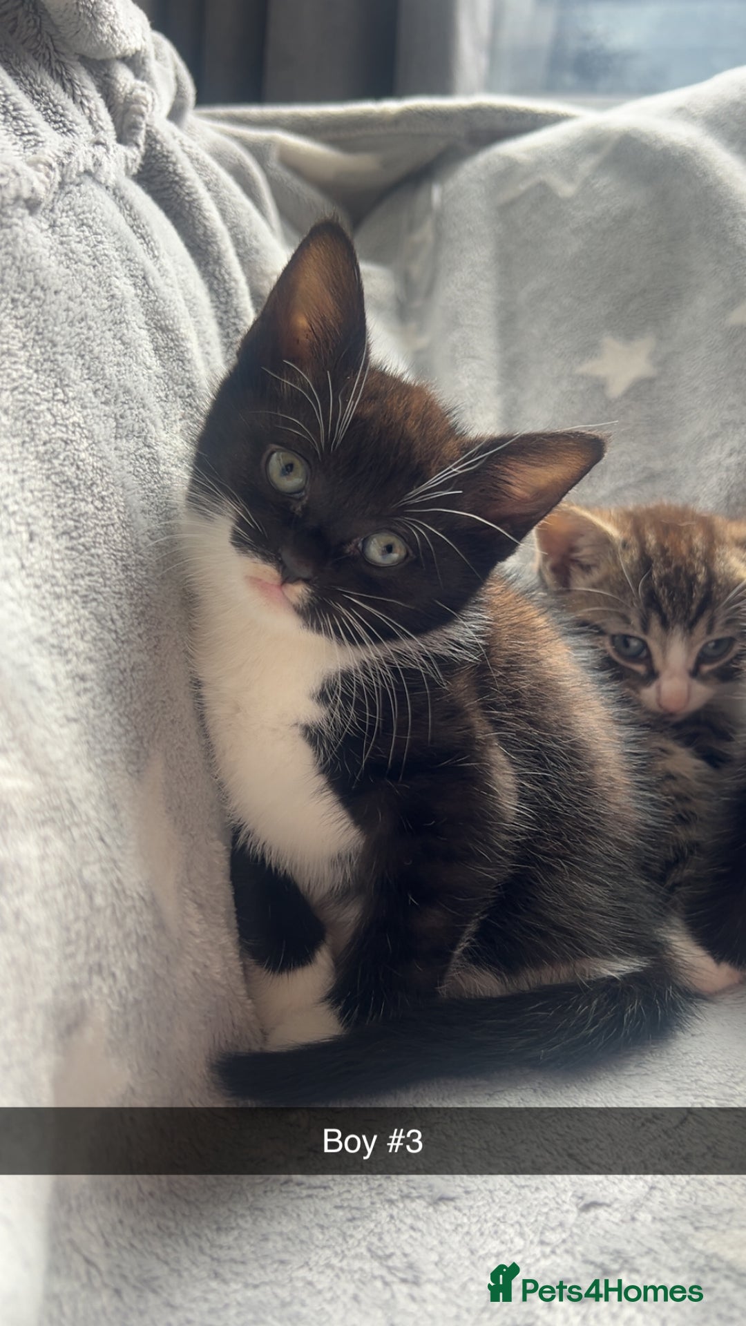 Mixed Breed cats for sale: kittens ready for reservation  - Image 8