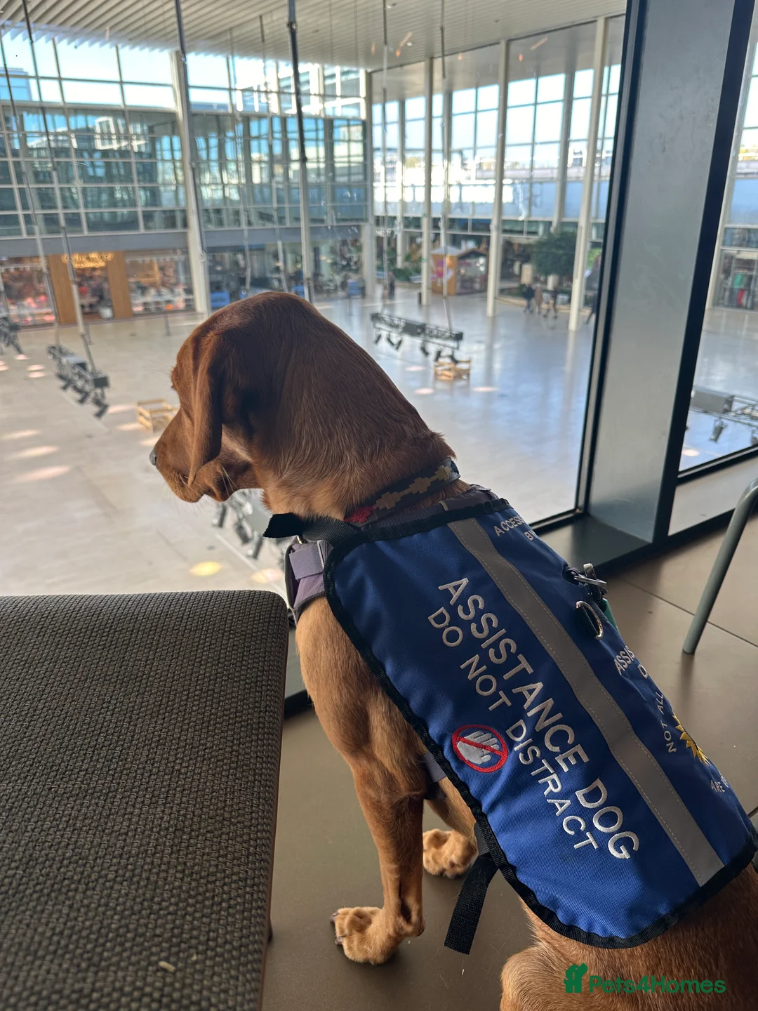 Labrador Retriever dogs for sale: Fox Red Labrador Puppies - Advert 5