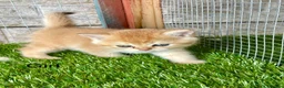 British Shorthair cats for sale: Golden kittens - Advert 10