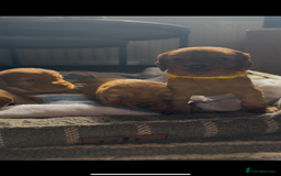Cocker Spaniel dogs for sale: ✨ KC Registered Working Cocker Spaniel Puppies ✨ - Image 9