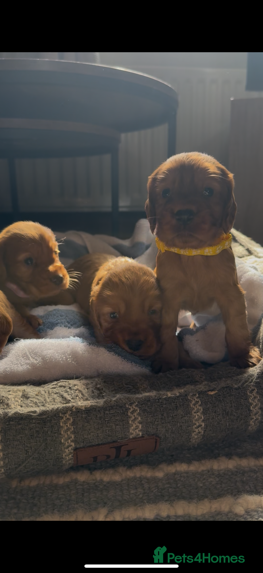 Cocker Spaniel dogs for sale: ✨ KC Registered Working Cocker Spaniel Puppies ✨ - Image 9
